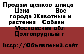 Продам щенков шпица › Цена ­ 20 000 - Все города Животные и растения » Собаки   . Московская обл.,Долгопрудный г.
